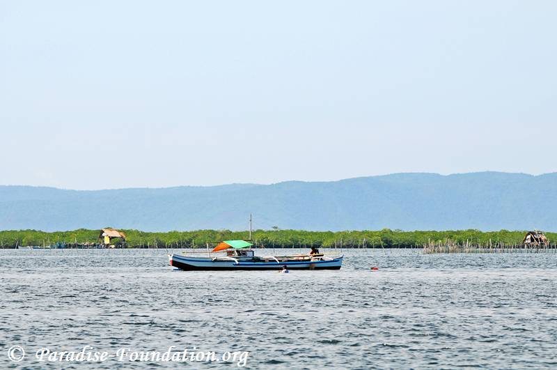 mangrove-0030.jpg