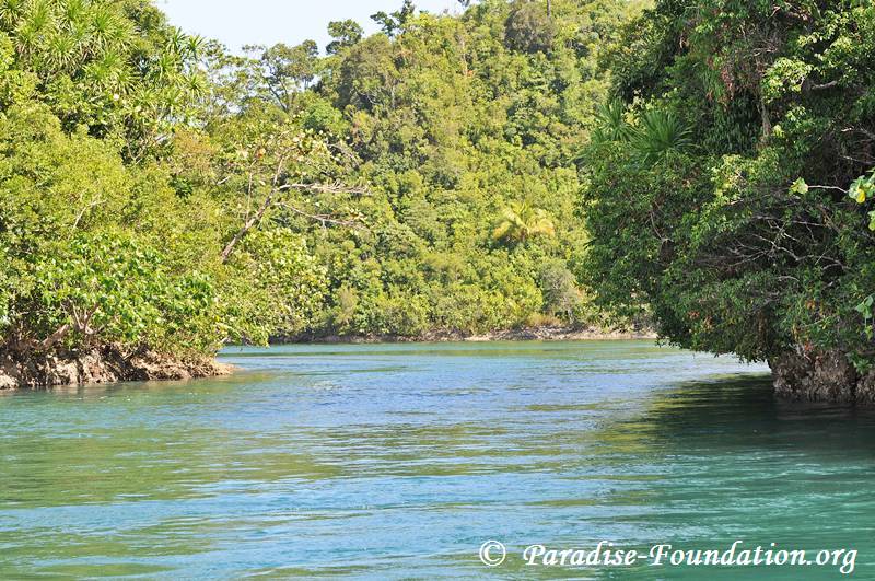 mangrove-0046.jpg