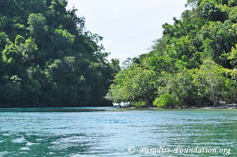 mangrove-0048.jpg